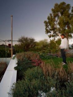 Emilio Fuscaldo is reaping the benefits of installing a green roof ‘The average temperature last year outside was about 32 degrees, and inside it was 25,’ Fuscaldo explains. ‘So there is that six, seven degree temperature differential.’