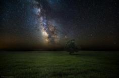 Tree under the stars