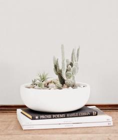 Indoor Plants | Fresh Ideas