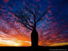 
                        
                            Baobab Sunset, Australia
                        
                    