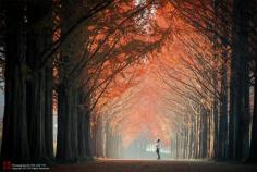 
                        
                            Autumn Metasequoia Way @ Dam-Yang, South Korea
                        
                    
