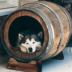
                        
                            A Wine Barrel Dog Bed | 32 Things You Need In Your Man Cave
                        
                    