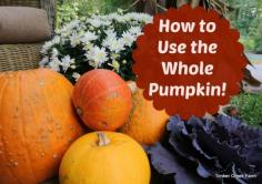 
                        
                            Pumpkins are a very versatile vegetable so its important to know how to use the whole pumpkin. Here are ways we use every bit of each pumpkin that we grow
                        
                    