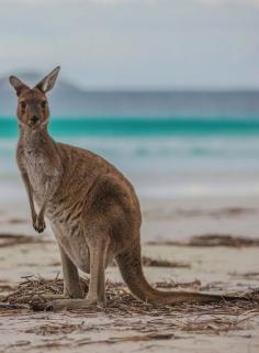 
                    
                        Esperance is home to some of Australia’s most picture-perfect beaches and is isolated enough that you won't have to deal with crowds of people--maybe just a few kangaroos who like to bounce up and down the beaches.
                    
                