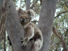 Koala - Melbourne