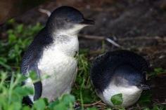 The Penguins of Phillip Island