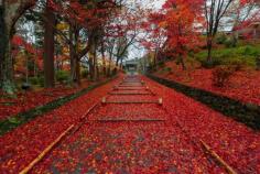 
                    
                        Red Autumn in Japan
                    
                