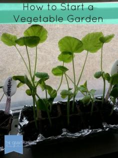 
                    
                        Easy steps to starting a vegetable garden indoors and then transplanting outside when the weather is warmer.  Love this simple tutorial!
                    
                