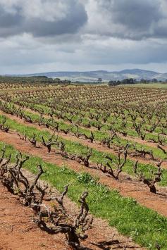 
                    
                        Some of Seppeltsfield Winery's vines, in the Barossa Valley, date to 1851
                    
                