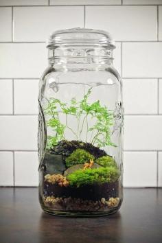
                    
                        Terrariums are a fun winter project  to create and then enjoy all year long.
                    
                