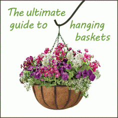 
                    
                        The Ultimate Guide to Hanging Baskets
                    
                