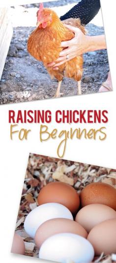 
                    
                        How to Raise Chickens for Beginners howdoesshe.com
                    
                