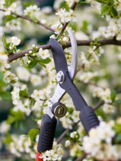 
                    
                        How (and When) to Prune Trees!
                    
                
