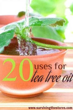 Twenty Uses for Tea Tree Oil. Tea tree oil is an essential oil distilled from a plant called Melaleuca alternifolia found in Southeast Queensland and Northern New South Wales.  The oil is clear yet you may find some with a light gold hue.