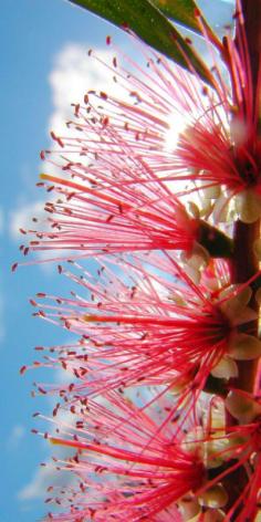 
                    
                        Australian Bottlebrush
                    
                