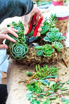 
                    
                        Here's what you need to start creating your very own custom, healthy and gorgeous succulent wreath.
                    
                