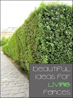 
                    
                        Beautiful ideas for living fences.
                    
                
