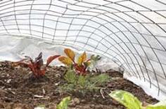 
                    
                        Warming Soil for Spring Planting (and Frogs), Top 5 Ways to Warm Up Cold Garden Soil to bring your planting forward...new article out today from growveg.com
                    
                