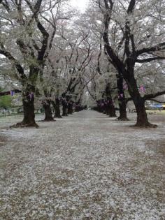 
                    
                        Cherry Blossom Petals Path in Japan
                    
                