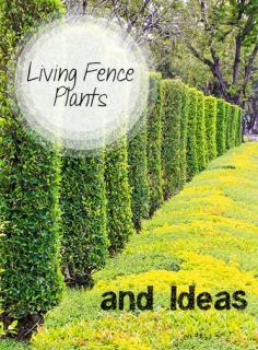 
                    
                        Living Fence Plants, Bushes, Shrubs and Flower Ideas.  Great Landscape Tips and tricks and yard design ideas.
                    
                