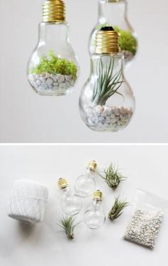 
                    
                        Sweet DIY Lightbulb Terrariums Make the new love of succulents in the home work as a style statement for you |
                    
                