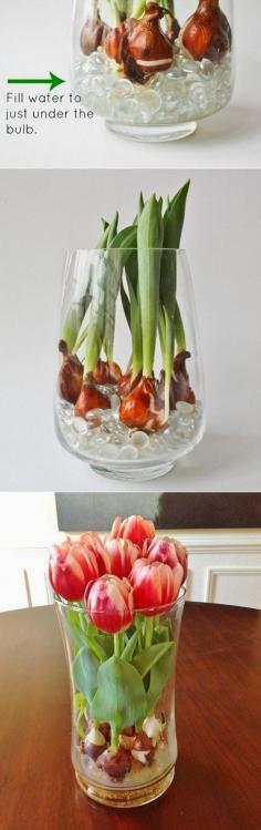 
                    
                        How to Force Tulip Bulbs in Water
                    
                