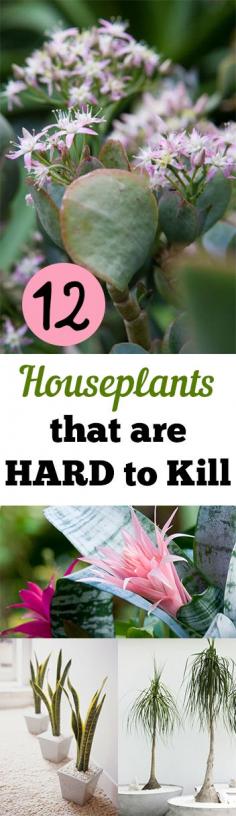 
                    
                        12 Houseplants that are HARD to Kill
                    
                