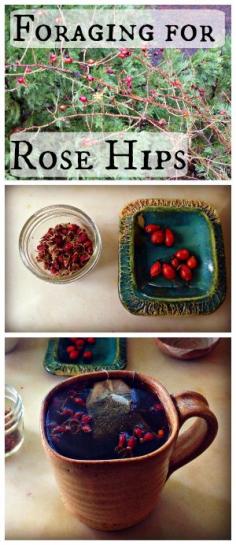 
                    
                        Foraging for Rose Hips~ Use dried or fresh berries to make a wonderful rose hip tea! www.growforagecoo...
                    
                