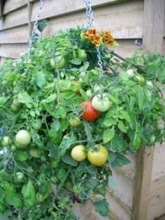 
                    
                        How to Grow Vegetables and Fruit in Hanging Baskets.....  Although more commonly used for effusive displays of annual flowers such as petunias and pelargoniums, a hanging basket dangling from a porch or mounted on a wall makes a fun, attractive container for growing vegetables, herbs or fruit. You don’t even need a garden!
                    
                