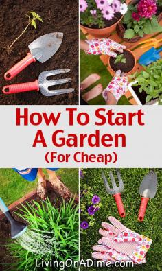 
                    
                        How To Start A Garden For Cheap
                    
                