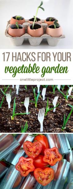 
                    
                        17 Vegetable Gardening Hacks - These are so clever!
                    
                