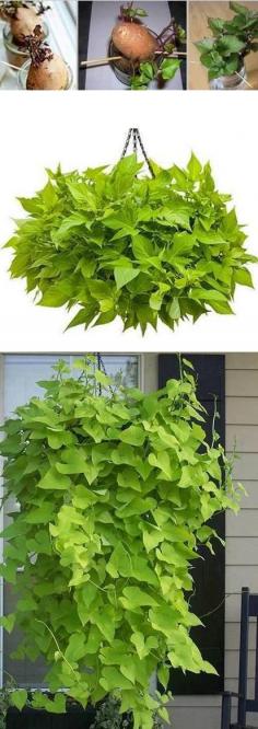 How To Grow Sweet Potato Vines Will be cheap and easy hanging plants!
