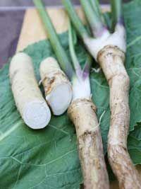 Horseradish, grow guide for horse radish from growveg.com.