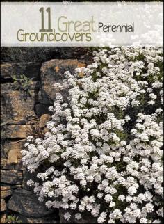 
                    
                        11 Great Perennial Groundcovers
                    
                