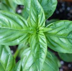 
                    
                        Best Ways to Store Basil, learn how to store the most you can here....
                    
                