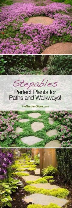 Stepables: Cool ideas for plants and ground cover for your Paths and Walkways! #garden  #groundcover #outdoors