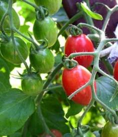 
                    
                        How to grow cherry tomatoes
                    
                