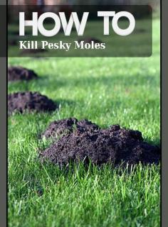 
                    
                        How to Kill Pesky Moles
                    
                