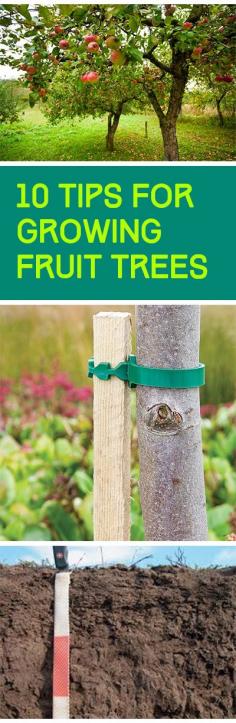 
                    
                        10 Tips for Growing Fruit Trees
                    
                
