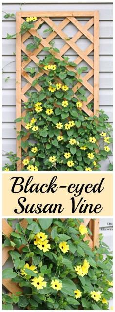 Black-eyed Susan Vine - Thunbergia alata