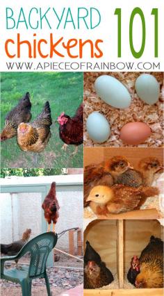 
                    
                        Chickens give us yummy eggs, and they are great helpers in the garden! Here are 7 essential steps on how to get started with backyard chickens! - A Piece Of Rainbow
                    
                