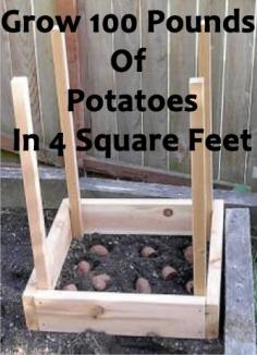 
                    
                        How To Grow 100 Pounds Of Potatoes In 4 Square Feet
                    
                