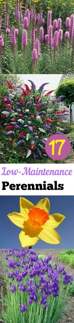 
                    
                        17 Low-Maintenance Perennials
                    
                