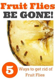 
                    
                        Fruit Flies BE GONE! 5 ways to eliminate fruit flies!
                    
                