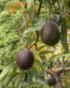 
                    
                        Cold Hardy Avocado,This Cold Hardy variety is the most popular variety because they are heavy producers... easily grown… and produce delicious fruit.
                    
                