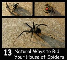 
                    
                        13 Natural Ways to Rid Your House of Spiders
                    
                