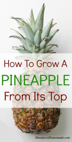 
                    
                        How To Grow A Pineapple Plant From Its Top
                    
                