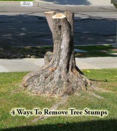 
                    
                        4 Ways To Remove Tree Stumps
                    
                