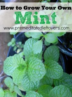 
                    
                        How to Grow Mint, including how to plant mint seeds and seedlings, how to plant mint in containers, and how to care for mint seeds and seedlings.
                    
                