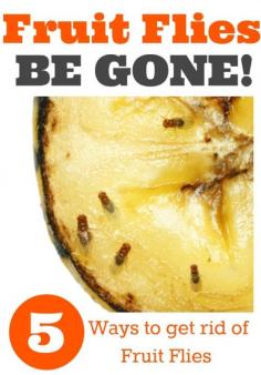 Fruit Flies BE GONE!  5 Ways to get rid of fruit flies. Be ready and armed for a fruit fly free home!